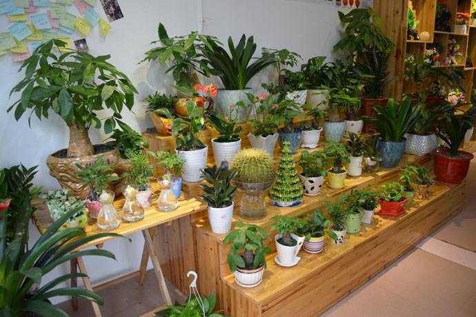 几个好听时尚有创意的花卉店店名